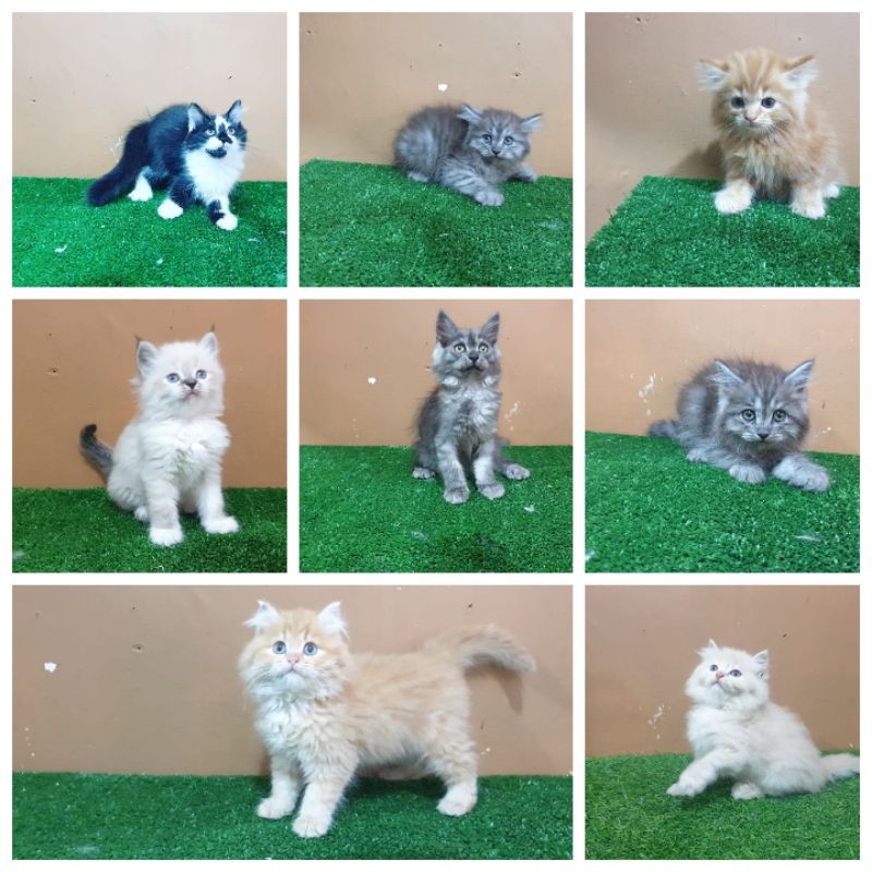 kucing persia bulu kapas
