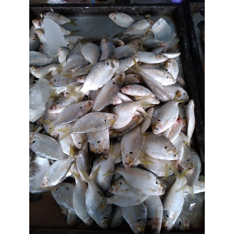 Ikan Selangat / Ikan Kuasi / Ikan Kebasi