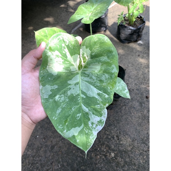 Colocasia Gigantea