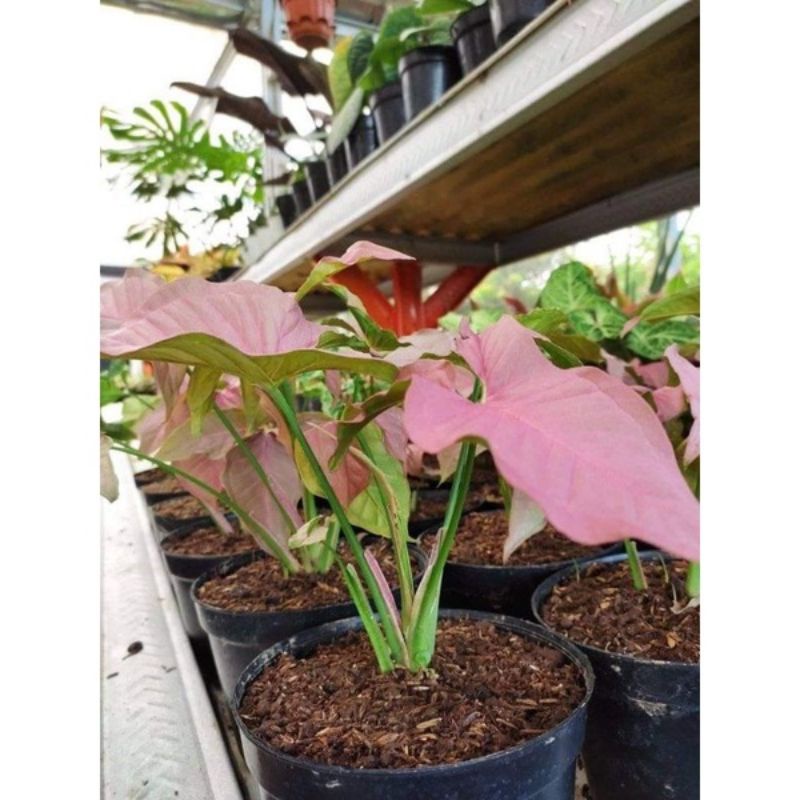 TANAMAN HIAS SYNGONIUM PINK - TANAMAN HIAS INDOOR