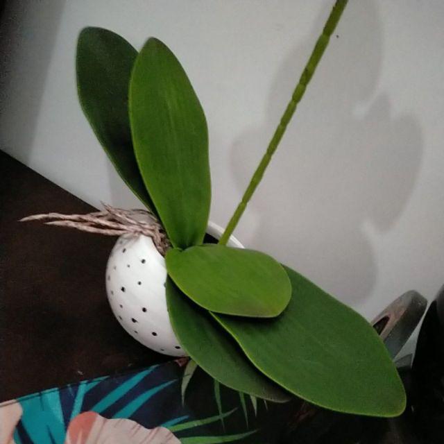 Batu Alam/ Batu Hias Bahan Dekorasi 500 Gr