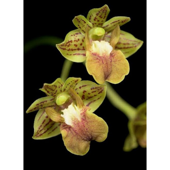 dendrobium Bifalce PNG hasil split
