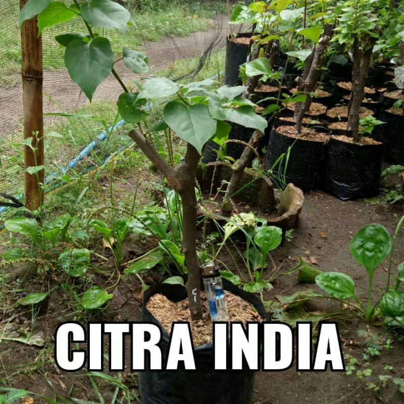 Bougenville Citra India