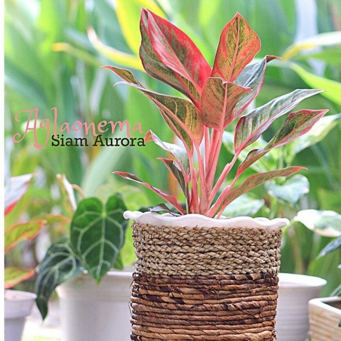Bibit Tanaman Aglonema, Tanaman Hias Aglonema, Aglonema Lipstik