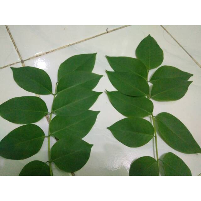 

DAUN HUJAN HUJANAN ATAU KIHUJAN KI HUJAN HERBAL