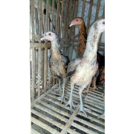 Vitamin kesehatan Ayam Gratis Ayam betina matri Ternak Ayam Trah import Mangon Yokeree