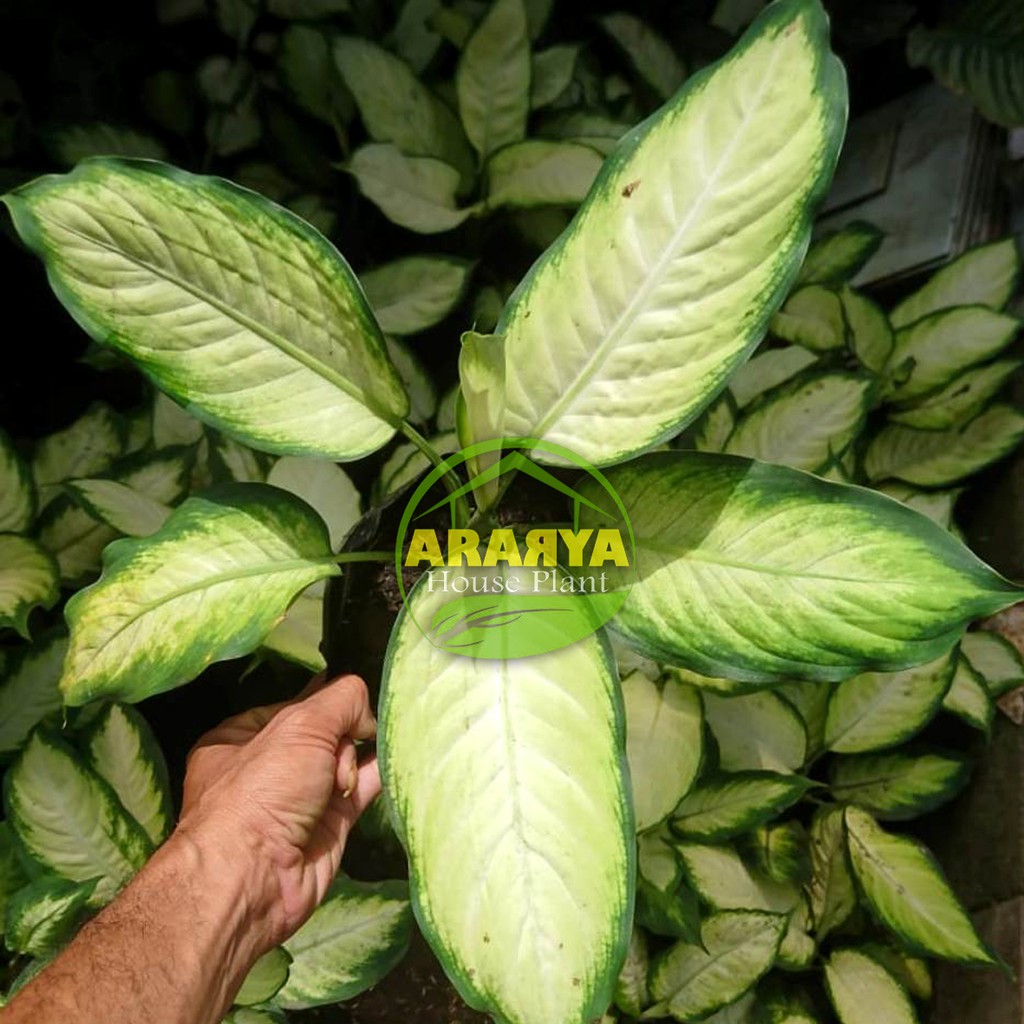 Diven Tisu Daun 4-7 Up MURAHH / Diefenbachia / Bunga Blanceng / Bunga Bahagia