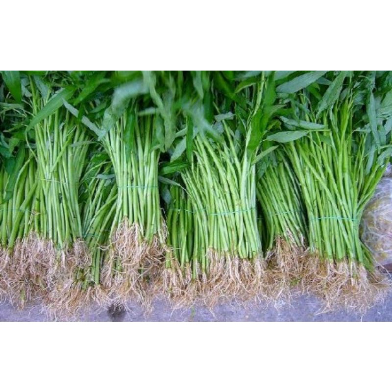 

Daun.Kangkung