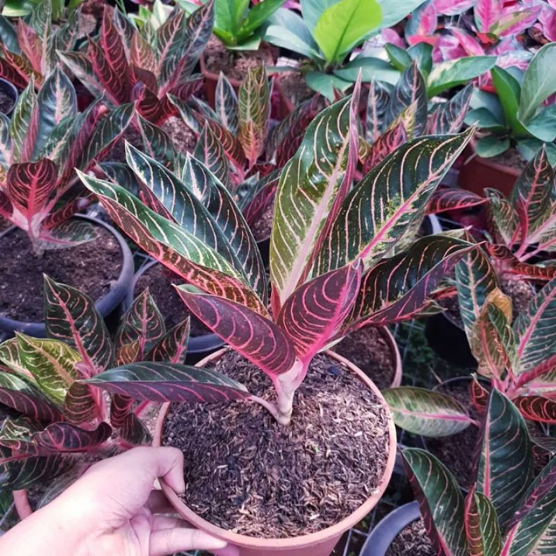 Bonggol Bunga Aglonema Red Sumatra