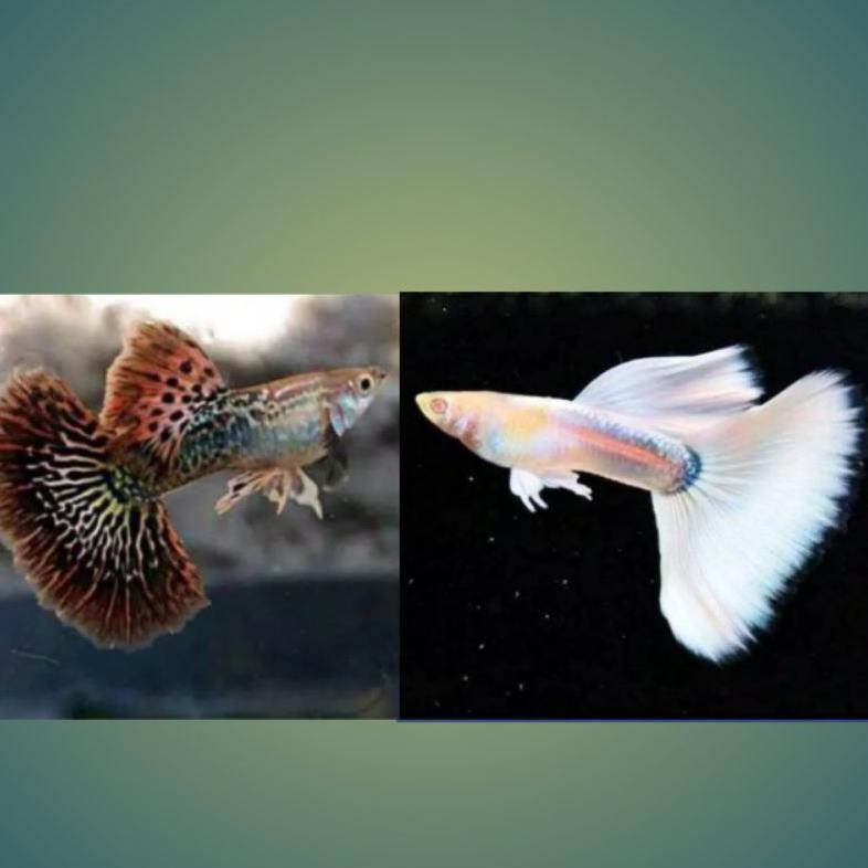 Ready Paket Hemat Ikan Guppy Dragon & Platinum Afp 12 Ekor