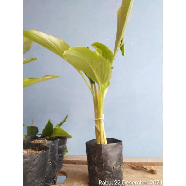PROMO Bibit Kunyit Hitam Kaempferia Parviflora Black Ginger Asli Original Jahe Hitam Thailand Ginsen