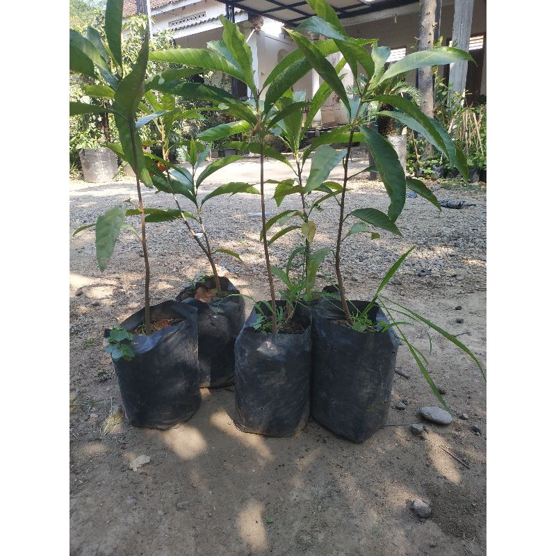 YELLOW SAPOTE
