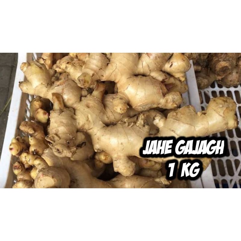 

jahe gajah sumatra