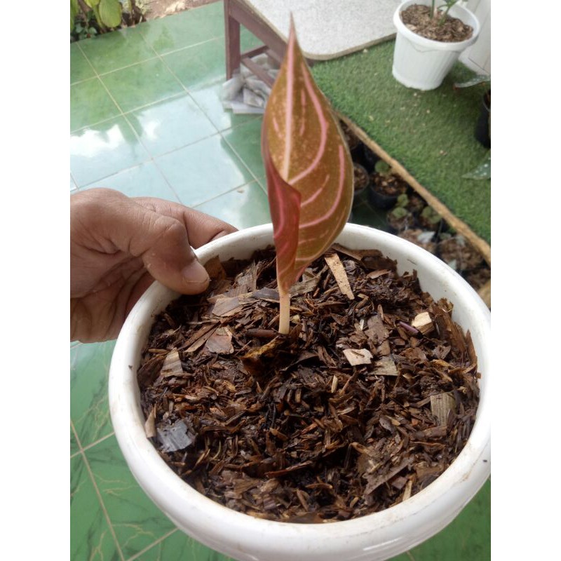 PROMO // Tanaman hias aglona red sumatra-Tanaman hias-Aglonema red sumatra-Red sumatra-aglonema red