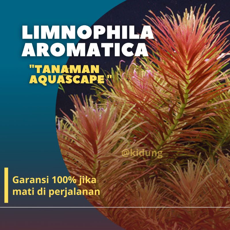 Limnophilla Aromatica ( Tanaman Aquascape Tumbuhan Air Aquarium)