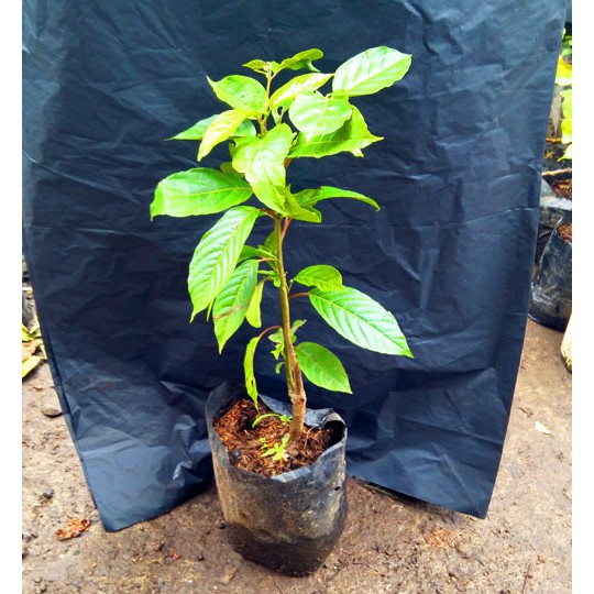 TANAMAN HIAS AROMA WANGI kenanga bunga putih