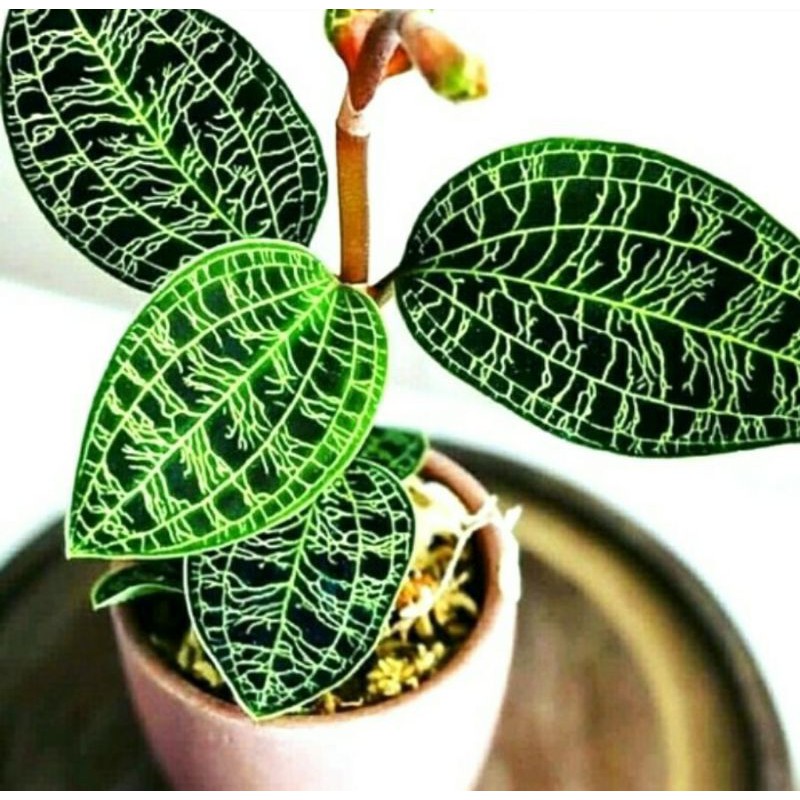 Tanaman hias jawel orchid /macodes petola - jawel orchid anggrek kiaksara