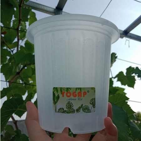 pot yogap 13 bening transparan