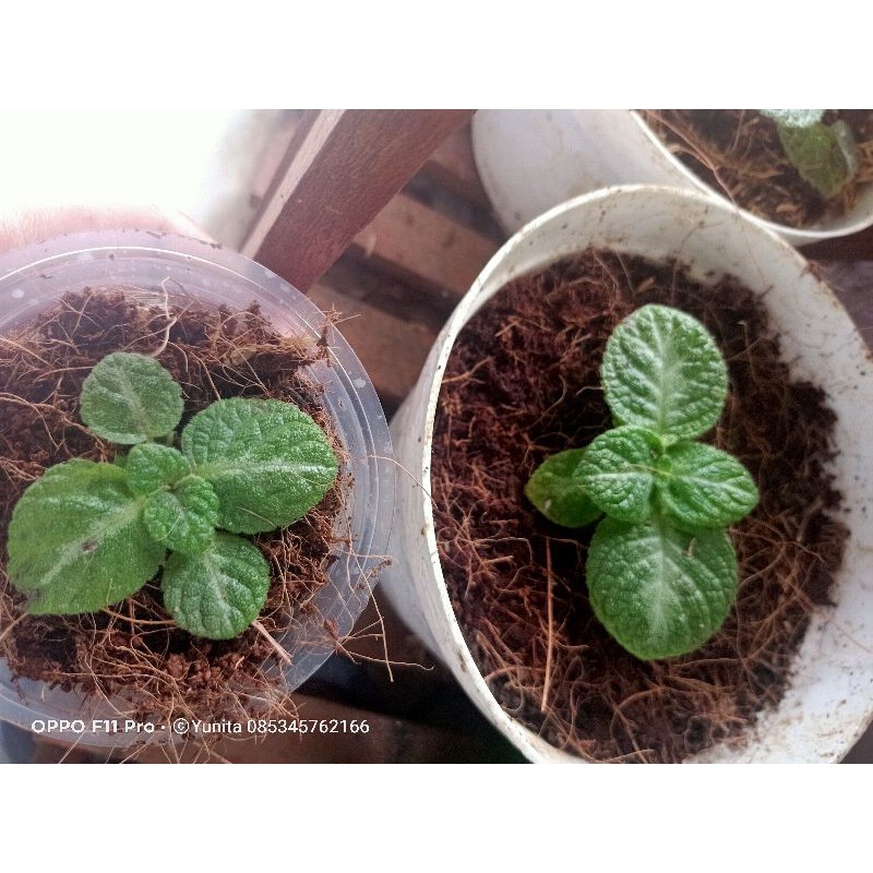episcia monet