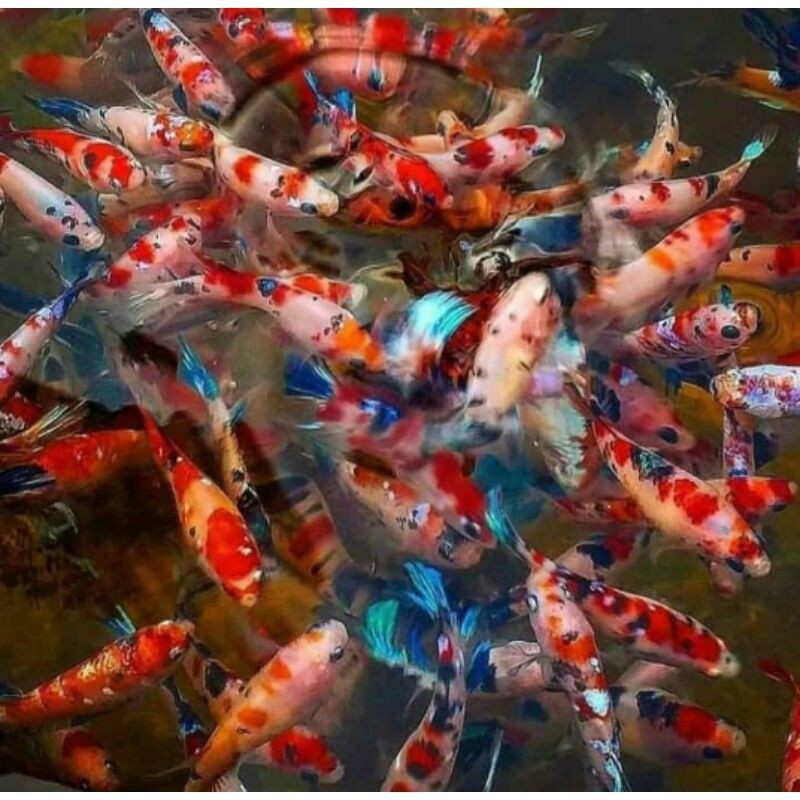 

IKAN CUPANG KOI BETINA SUPER