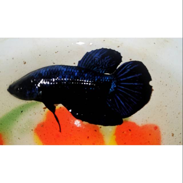 Ikan cupang Male Avatar blue Gordon murah