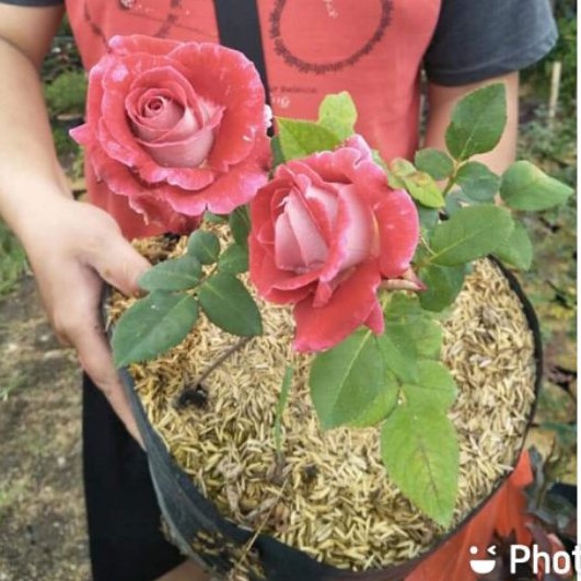 4 Pohon Mawar Holland Indukan bukan BIBIT Bunga Besar Tidak Mudah Mati