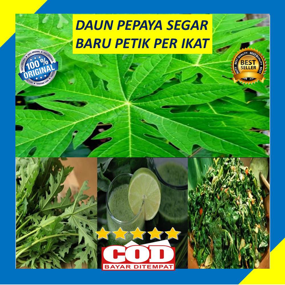 

Daun Pepaya Lokal Segar Per Ikat Herbal Organik