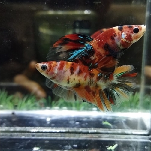 SEPASANG/1 PAIR IKAN CUPANG HALFMOON/HM NEMO MULTICOLOR 100% REALPICT (KODE AN11)
