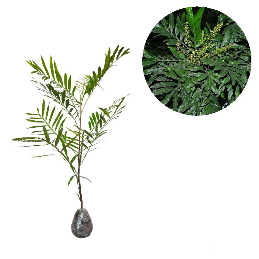 Tanaman Hias Pohon Kiara Payung