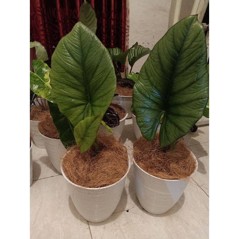 Alocasia Regina