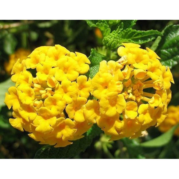 Tanaman Lantana Merah,Pink,Putih,Kuning,Ungu