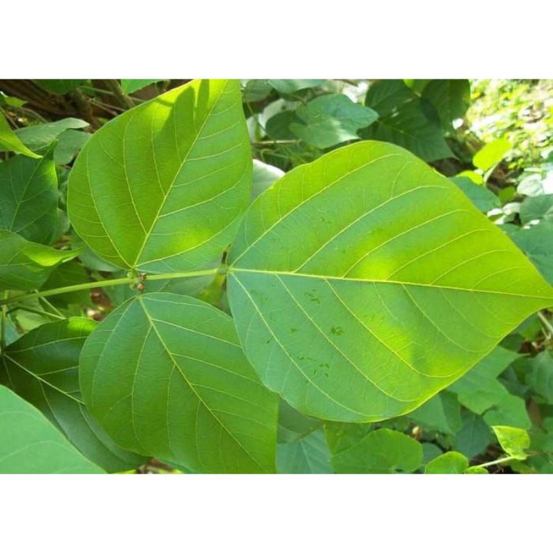 

daun dadap/ daun dadap serep 150gr