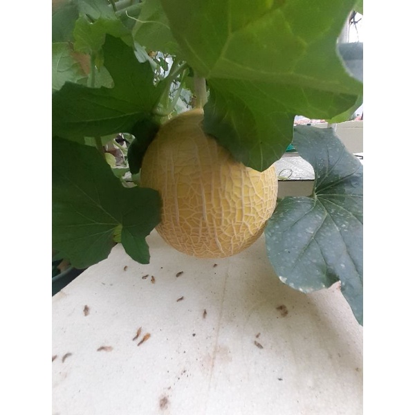 

Buah Melon Hidroponik fremium Golden Inthanon