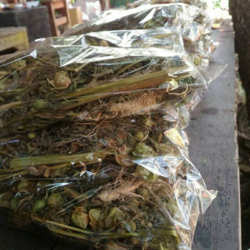 

❤ GISELLA ❤ Beli 3 Gratis 1 / Daun ciplukan akar kering rempah - rempah / cecendet kering / ciplukan
