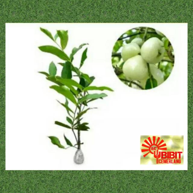 BIBIT JAMBU AIR MADURA