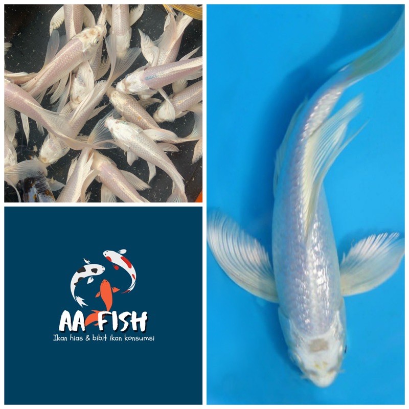 Ikan koi slayer platinum - ikan koi kumpai slayer - ikan hias