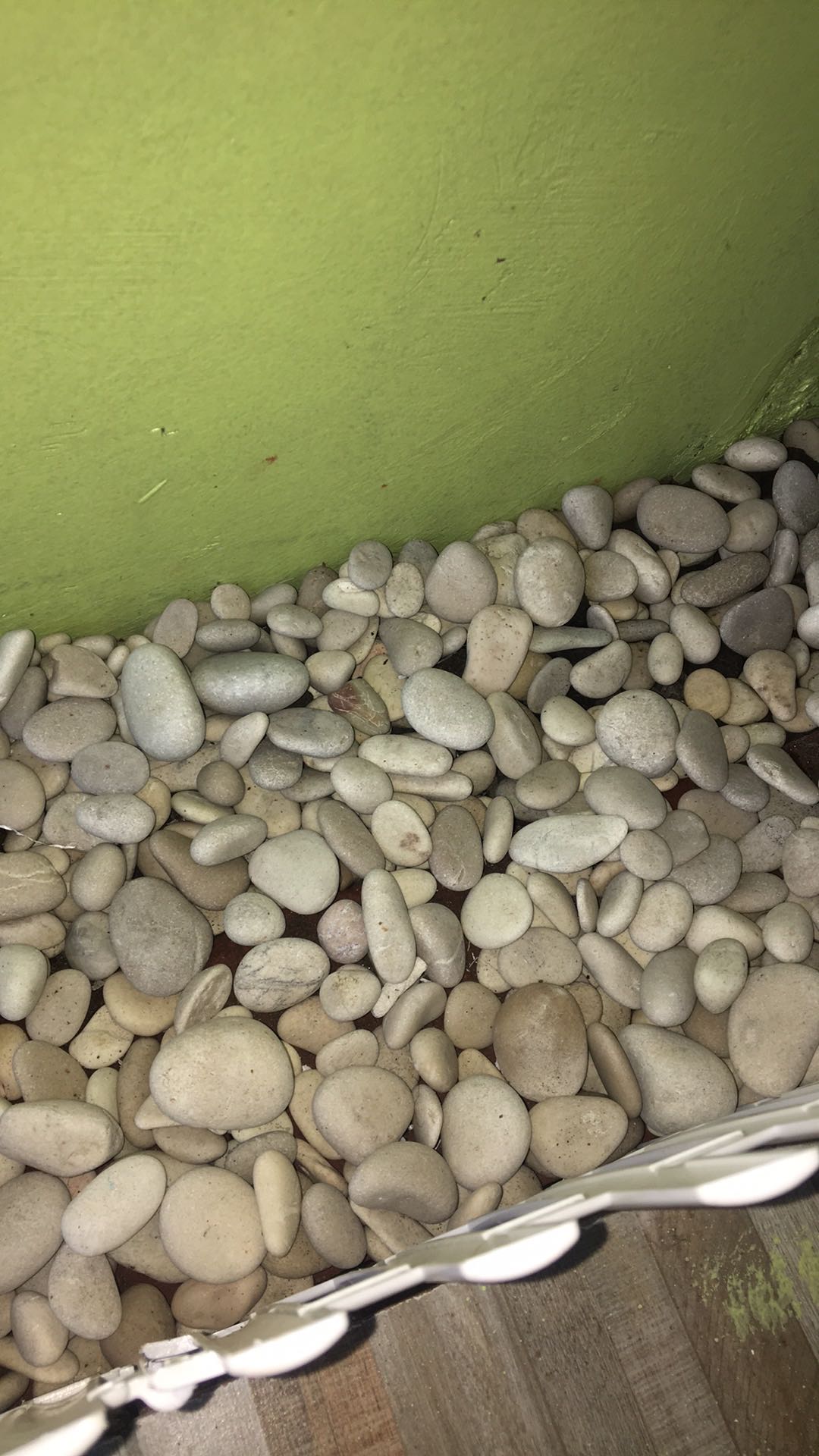 Batu Koral Putih Kupang