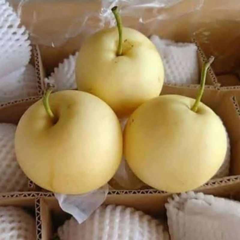 

Buah Pear/Pir Century Import, free safety packing (Chat admin sebelum CO)