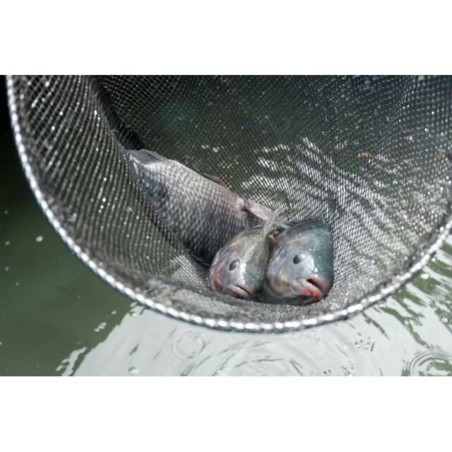 

Ikan Nila Merah dan Hitam Segar Cep Abil