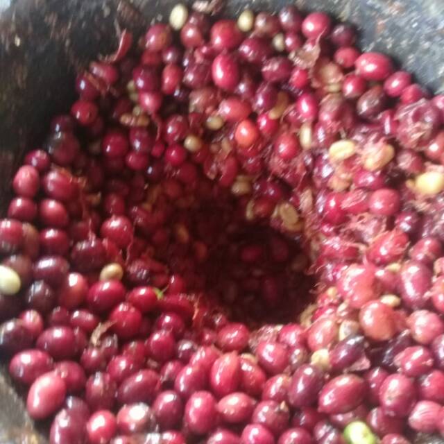 

Kopi robusta petik merah