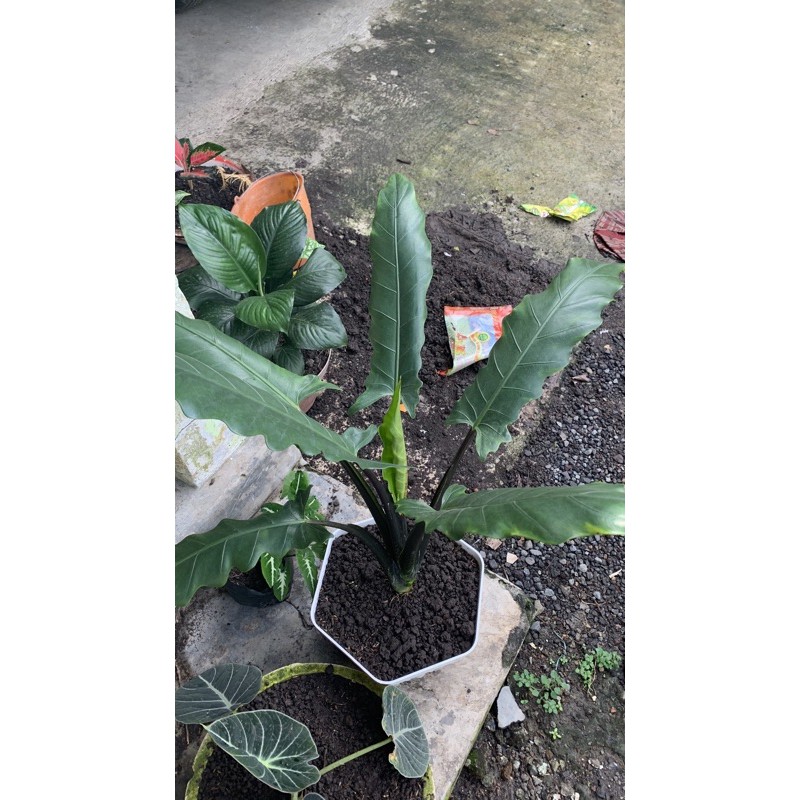 KERIS PAPUA BESAR JUMBO SUPER