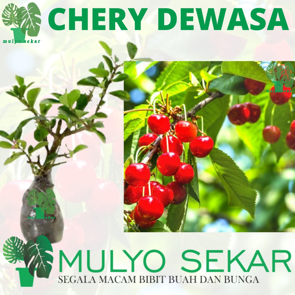 tanaman buah Beach Cherry - dewasa