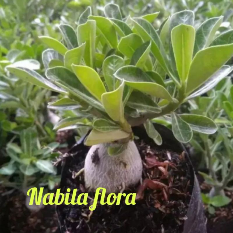 Bibit tanaman hias kemboja adenium bunga tumpuk murah