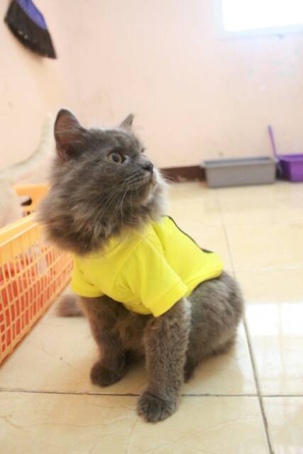 Kaos kuning strip merah untuk kucing &amp; anjing /Jual Baju Kucing Terlengkap &amp; Berkualitas size S-XL