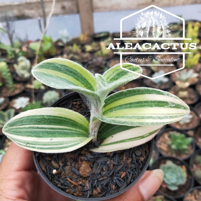 KAKTUS DAN SUKULEN - tradescantia sillamontana varigata (white velvet)