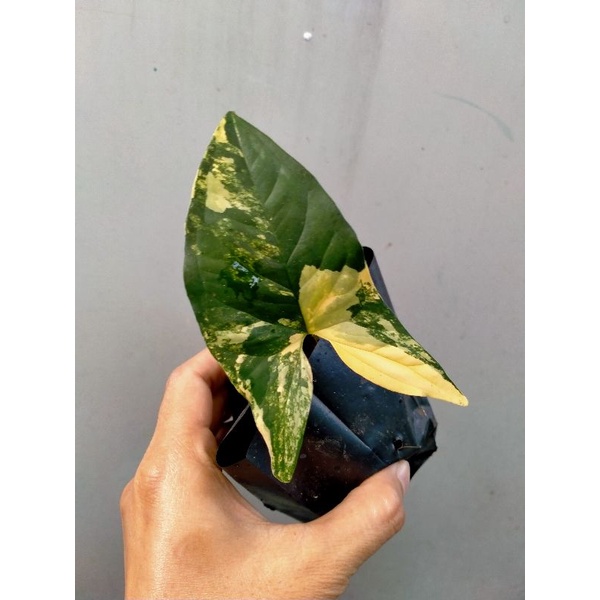 Syngonium Singonium Yellow Varigata Variegated Cacahan