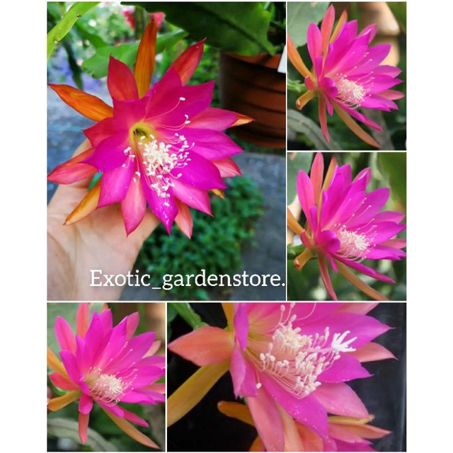 Tanaman hias wijaya kusuma hybrid/epiphyllum import jenis GITTI PAETZ original 100% bergaransi sampa