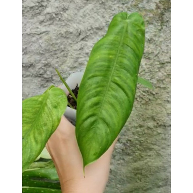 philodendron sharoniae