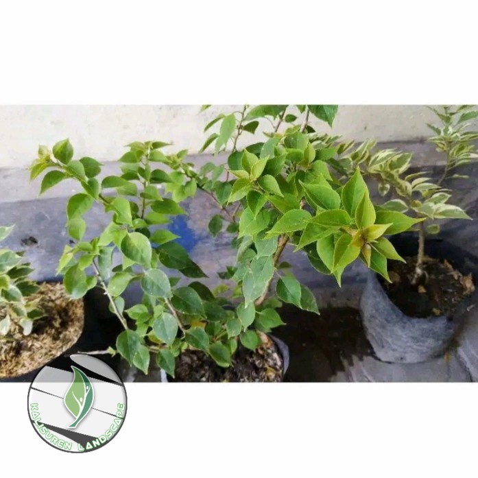 TANAMAN HIAS BUGENVIL BUNGA KERTAS//BIRU