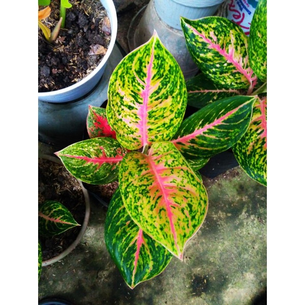 aglonema big papa dewasa